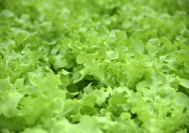 Green Oak Lettuce in hydroponics farm Vegetable