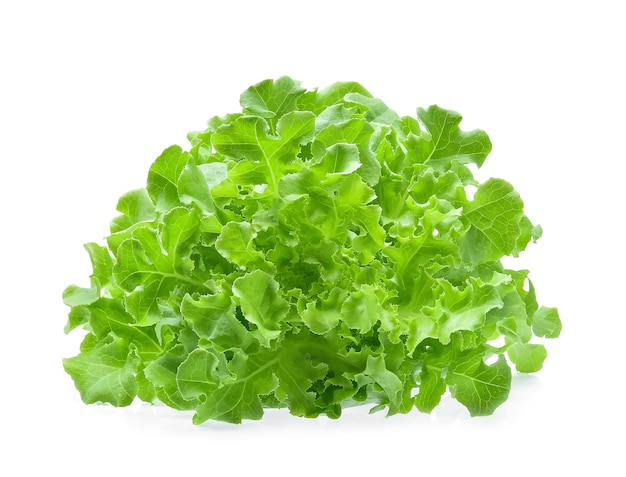 Green oak lettuce isolated on white background.