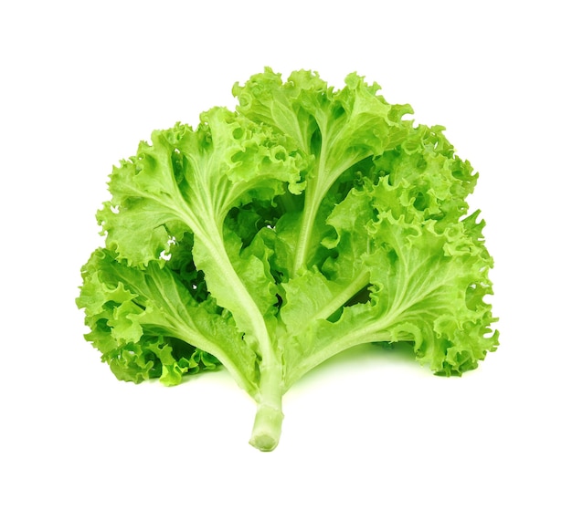 Green oak lettuce isolated on white background