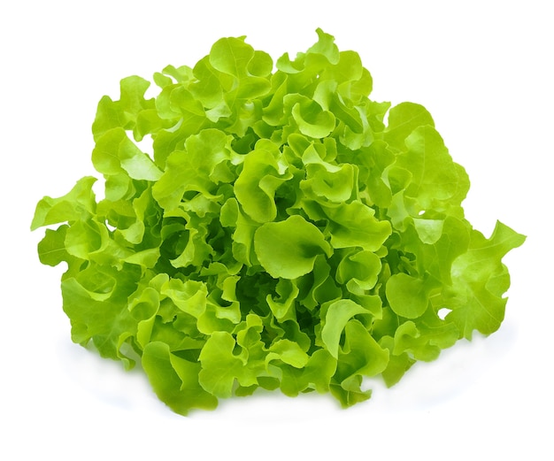 Green oak lettuce isolated on white.