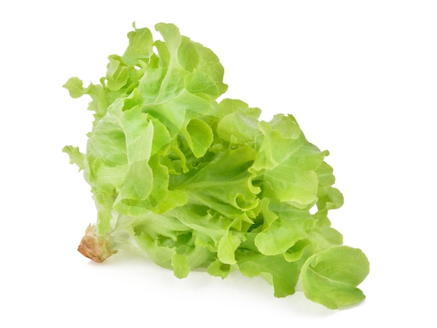 Green oak lettuce isolated.