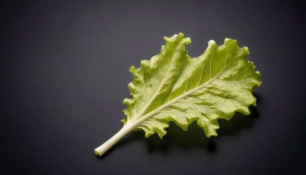 Green oak lettuce leaf isolated on white background