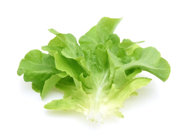 Green oak lettuce leaves isolated on white 