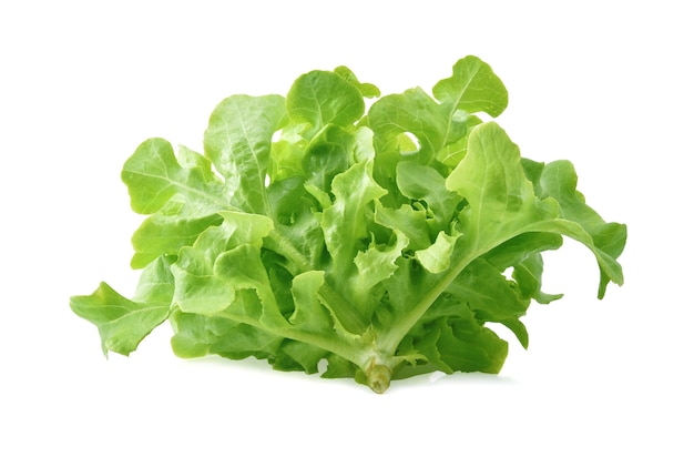 Green oak lettuce on white background