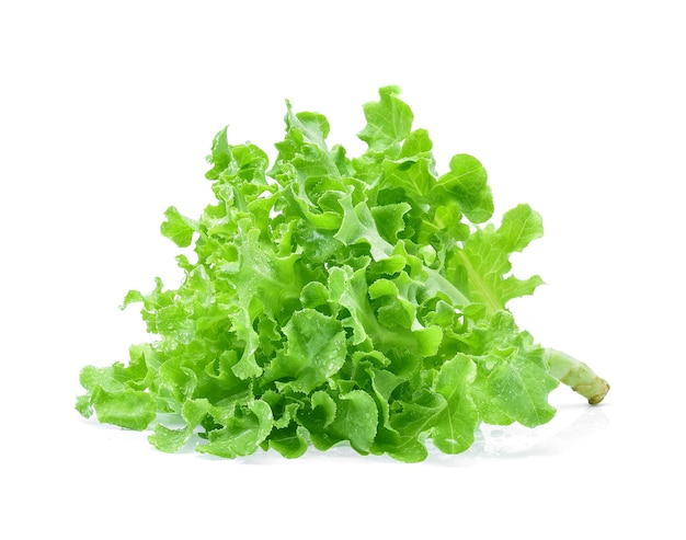 Green oak lettuce with water drops isolated on white.