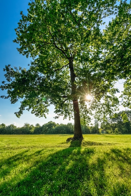 Green oak with sun in the branches in summer