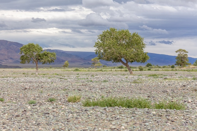 Green Oasis on rocky soil of Altai Mountains Mongolia