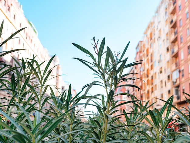 Green oleander branches on a city street background