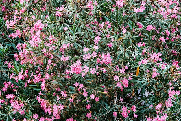 Green oleander bush with pointy leaves blooms with bright pink flowers in park