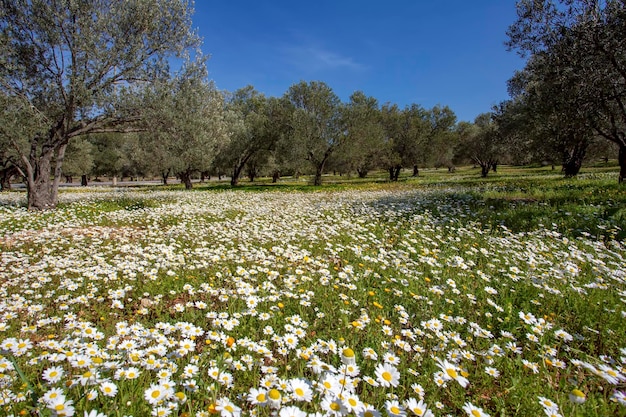 Green olive tree. Urla / Izmir / Turkey. Agriculture concept photo.