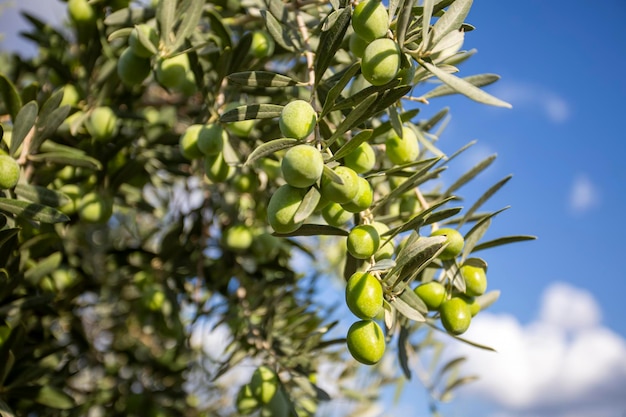 Green olive tree