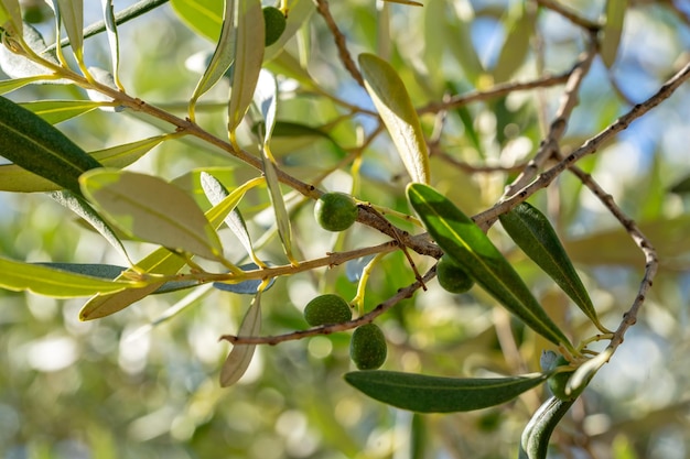 Green olives growing in olive tree in Mediterranean plantation Catalonia Spain