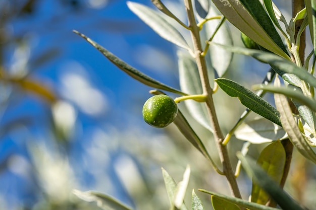 Green olives growing in olive tree in Mediterranean plantation Catalonia Spain