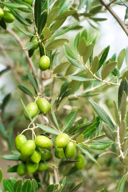 Green olives in olive groves