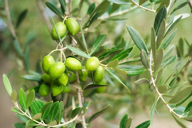 Green olives in olive groves