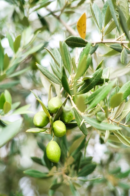 Green olives in olive groves