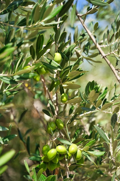 Green olives in olive groves