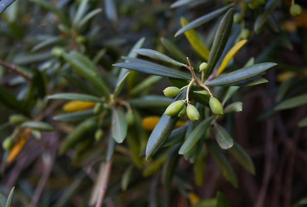 Green olives on a tree preparation for harvesting the benefits of olives and olive oil