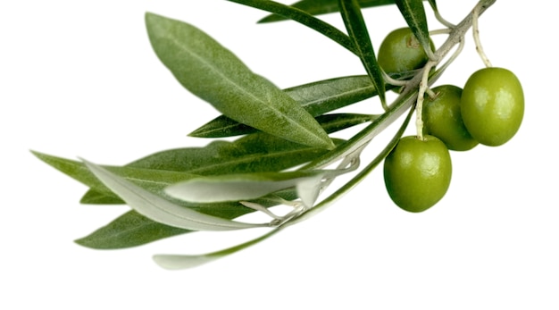 Green olives with a branch on a white background