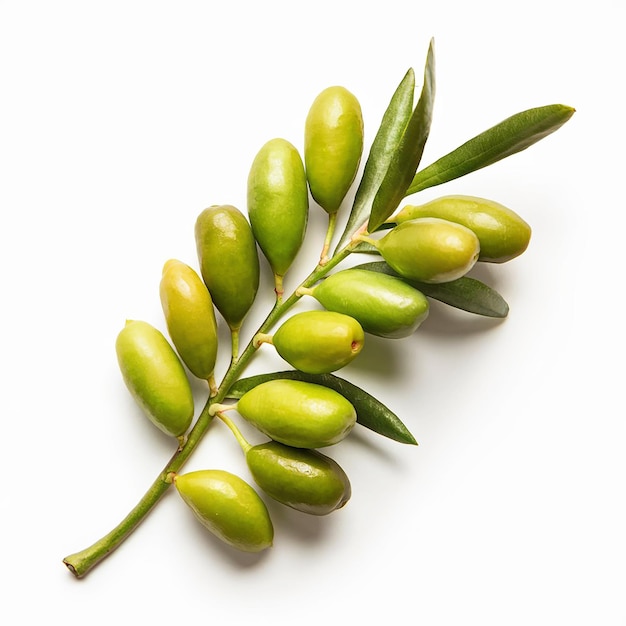 Green olives with leaves fresh isolated image