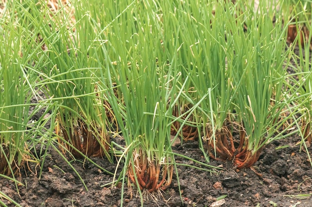 Green onion on the soil plot