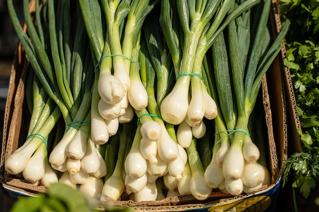 Green onion with chives. fresh green onions