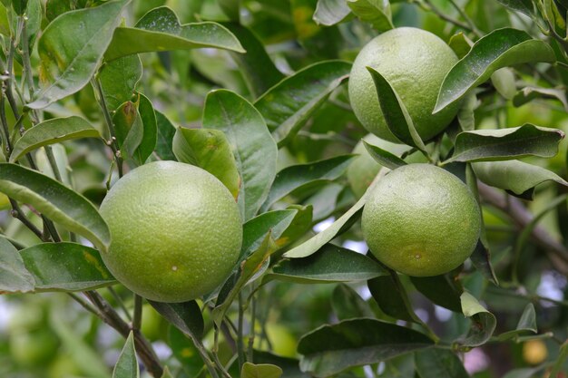 Green oranges on a tree with green leaves