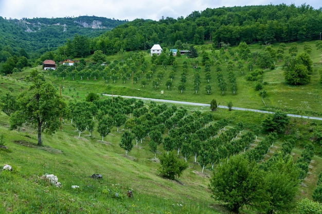 Green orchard in the mountains