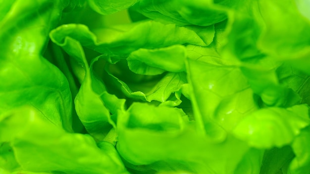 Green organic lettuce on a white background