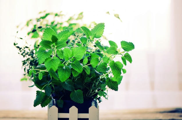 Green organic mint on light background. Mint leaves with sunny leaks, bokeh.