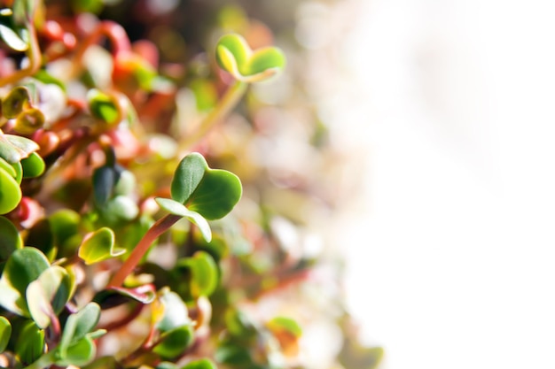 Green organic sprouts growth