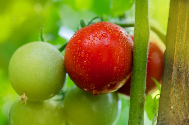 Green organic tomatoes on the bush Green tomatoes growing on the branches Homemade tomatoes grown in garden