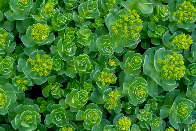 Green ornamental plant