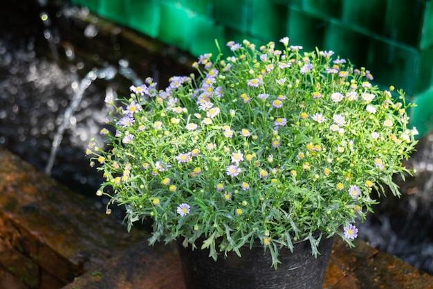 Green outdoors garden plants in resort, stock photo