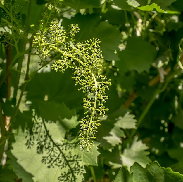 Green ovary of grapes