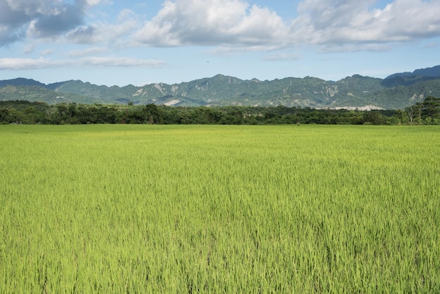 Green paddy farm