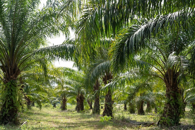 Green palm garden