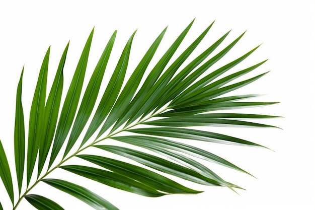 A green palm leaf against a white background