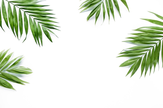 Green palm leaf branches on white background flat lay top view