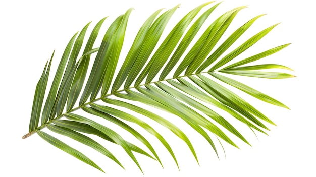 Green Palm Leaf Frond Isolated on White Background