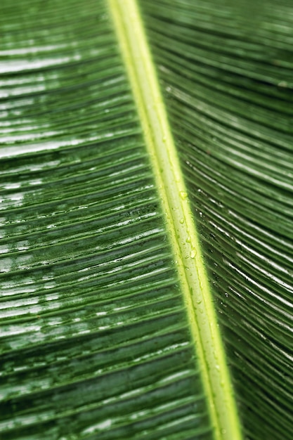 Green palm leaf macro textured tropical leaves summer tropical plant as natural background Green monochrome aesthetic botanical texture wild nature foliage scenery selective focus close up