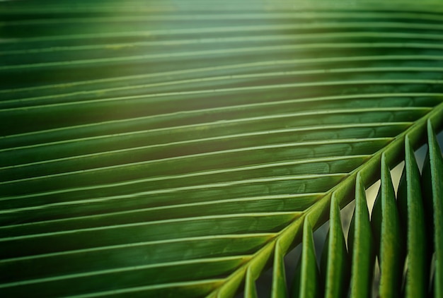 Green palm leaf pattern texture abstract background Copy space for graphic design tropical summer