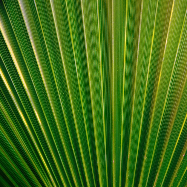 Green palm leaf texture.