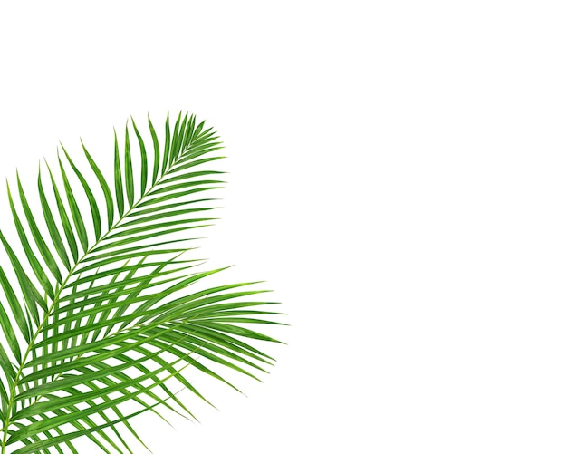 Green palm leaf on white background