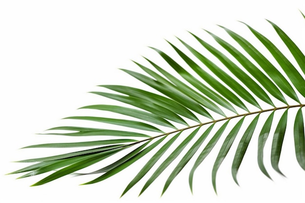 A green palm leaf on a white background