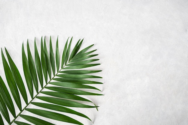 Green palm leaf on white textured background Top view and copy space