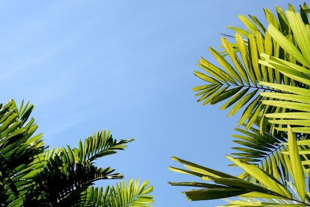 Green palm leaves and blue sky in the forest