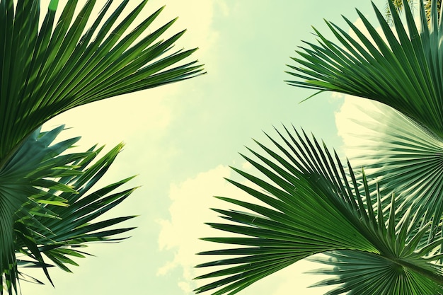 Green palm leaves and bright blue sky background