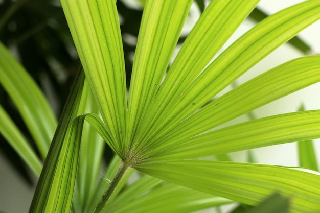 Green palm leaves natural