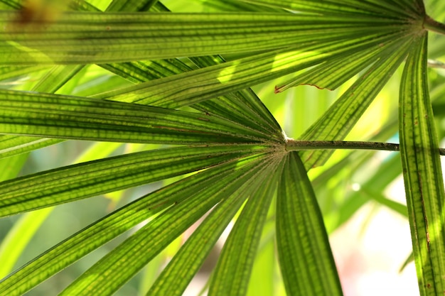 Green palm leaves natural